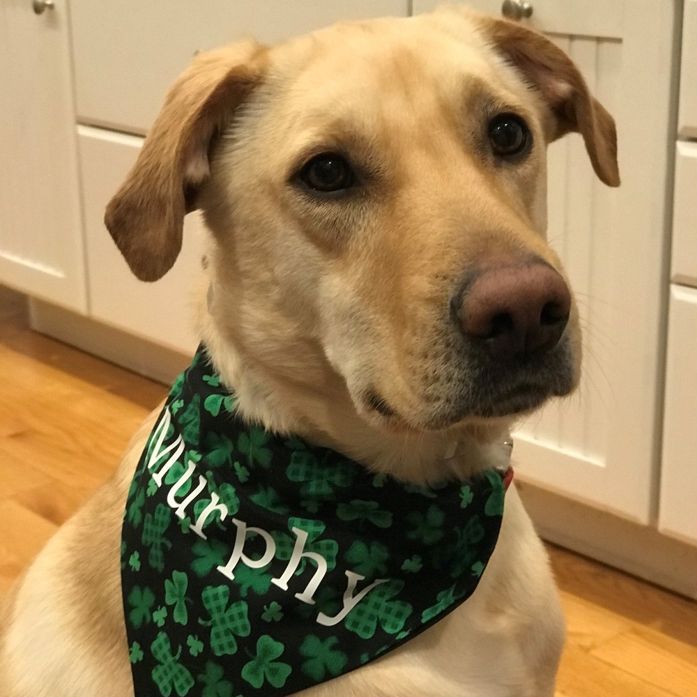 Personalized Dog Bandana - Shamrocks - Large
